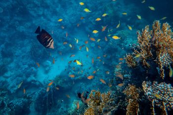 beautiful-fish-swimming-around-corals-sea